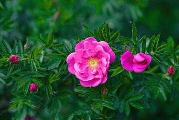 Rosa Rubignosa, Sweet briar beauty of unique rose species, macro shot. Sweetbriar rose, wild rose...