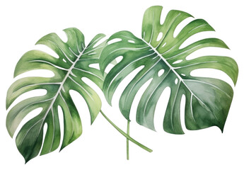 PNG Plant leaf white background freshness.
