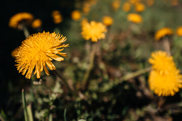 Wild bright yellow blooming dandelions growing the nature on a sunny day