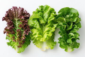 Obraz premium Three diverse types of lettuce leaves displayed on a clean white background