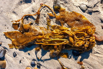 Brown algae Macrocystis pyrifera washed ashore during a storm, Santa Catalina Island, California