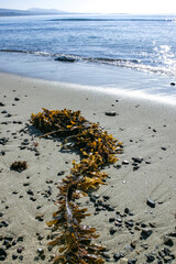 Brown algae Macrocystis pyrifera washed ashore during a storm, Santa Catalina Island, California - obrazy, fototapety, plakaty
