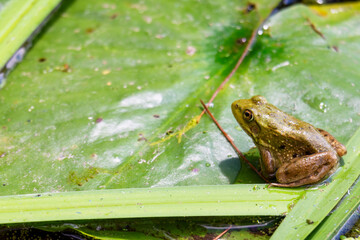 An American bullfrog sits on a lilypad on a northern Wisconsin lake.