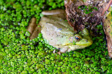An American bullfrog sits in the shallows on a northern Wisconsin lake.