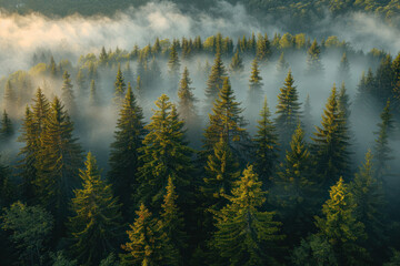 Obraz premium Dense forest of trees shrouded in thick fog