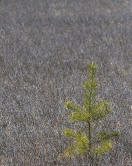 Jack pine tree by itself in field 