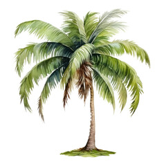 PNG Plant tree arecaceae tropics.