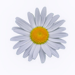 White daisy flower isolate on a white background close-up.