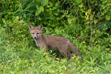 Cute full-body gray fox kit / Grey fox kit (Urocyon cinereoargenteus) in the wild in leafy brush in Delaware in late spring / early summer