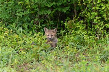 Gray fox kit / Grey fox kit (Urocyon cinereoargenteus) peeking out of leafy brush in the wild in Delaware in late spring / early summer