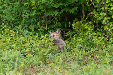 Cute gray fox kit / Grey fox kit (Urocyon cinereoargenteus) sniffing flower in the wild in leafy brush in Delaware in late spring / early summer