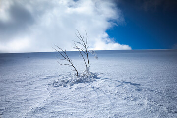 Bare defoliated and leafless tree partly covered by snow in the winter. Empty plateau around the...