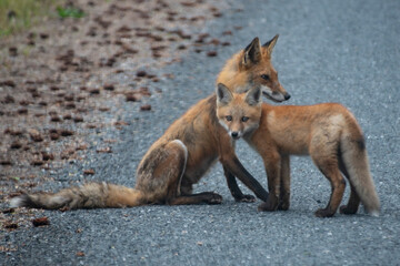 Adult and kit red fox (Vulpes vulpes) in the wild on a road in Delaware in late spring / early summer