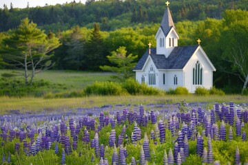 Church in a Gorgeous Spring Meadow of Lupines. New England Landscape with Blooming