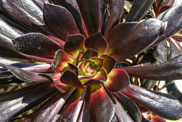 Aeonium arboreum - succulent plant with succulent brown leaves, Catalina Island in the Pacific Ocean, California - obrazy, fototapety, plakaty