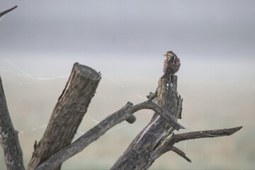 white throated sparrow sitting on fence post with early morning fog