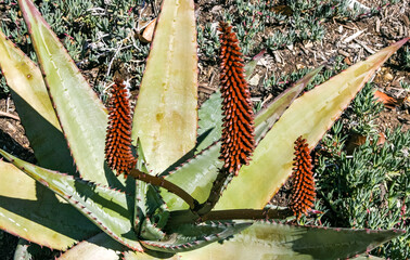 Flowering plants, Succulents Aloe in a flower bed on Catalina Island in the Pacific Ocean, California