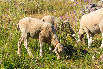 Spring Grazing: Freshly Sheared Merino Sheep in the Flourishing Meadow.