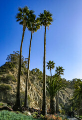 Large date palms (Phoenix canariensis) in the town of Avalon on Catalina Island in the Pacific Ocean, California