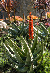 Flowering plants, Succulents Aloe in a flower bed on Catalina Island in the Pacific Ocean,...