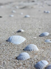shells on the beach