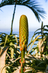 Young inflorescence of a succulent Aloe plant in a flowerbed in Avalon on Catalina Island in the Pacific Ocean, California