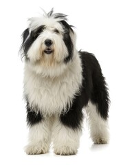 Pedigreed Old English Sheepdog Standing Proud in Studio - Cut-Out Square Image on White Background