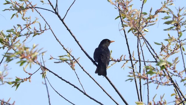 Blackbird sitting on a branch and pooping