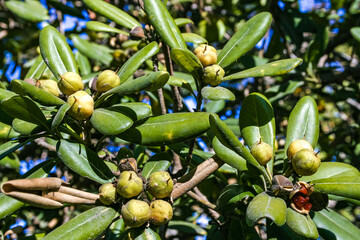 Pittosporum tobira - yellow fruits among green leaves on a tree on Catalina Island in the Pacific Ocean, California