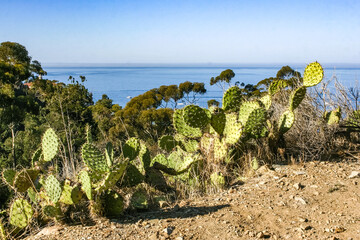 Opuntia cacti on the slopes of the mountains on Catalina Island in the Pacific, California