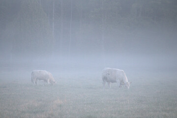 Cows standing in field with early morning fog