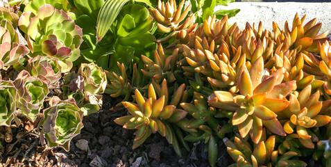 Sedum adolphi - Succulents with succulent leaves in a flowerbed in Avalon on Catalina Island in the Pacific Ocean, California