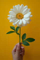 Elegant White Daisy Held Against Vibrant Yellow Background in a Delicate Hand