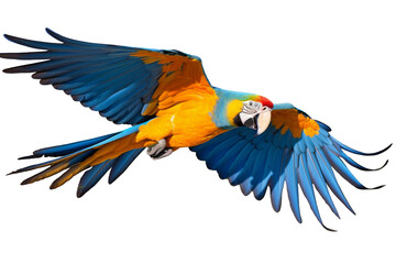 Fototapeta premium Vibrant Blue and Yellow Macaw in Flight
