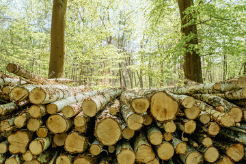 cut wood logs piled in a forrest