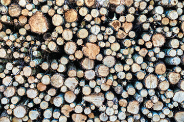 cut wood logs piled in a forrest
