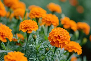 Vibrant Orange Marigold Flowers in Full Bloom in a Lush Garden Setting Under the Sun