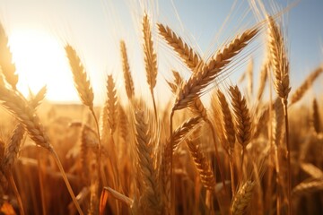 Golden wheat field with sun shining through the grain, closeup of golden wheat ears in focus.