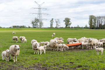 Sheep with young sheep on the pasture in Northern Germany