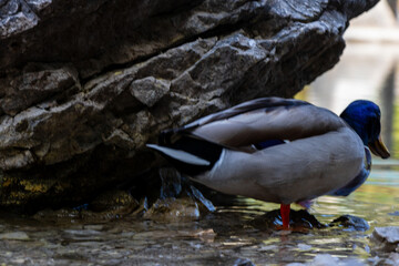 Eibsee die Karibik Bayerns direkt an der Zugspitze