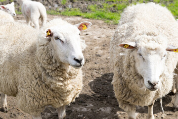 Sheep on the pasture in Northern Germany