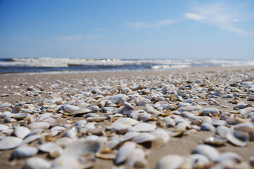 Seashells washed up on the beach  at the Baltic Sea