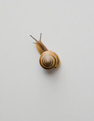 snail on a light background