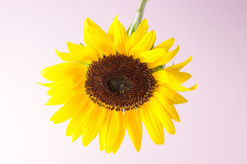 Obraz premium Yellow sunflower on pastel pink background. Summer minimal concept.
