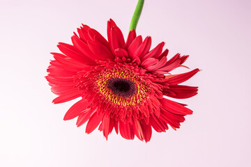 Red daisy flower on pastel pink background. Summer minimal concept.