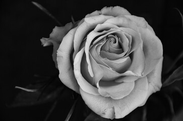 Rose flower on a black background - black and white photo