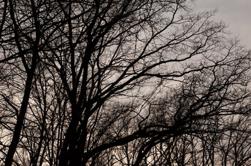 gloomy background: bare tree branches against a cloudy gray sky