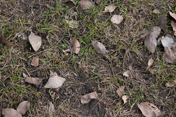 spring background: fresh green grass breaks through amidst dry