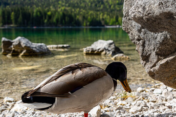 Eibsee die Karibik Bayerns direkt an der Zugspitze