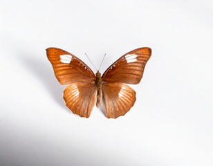 Obraz premium butterfly on a white background 